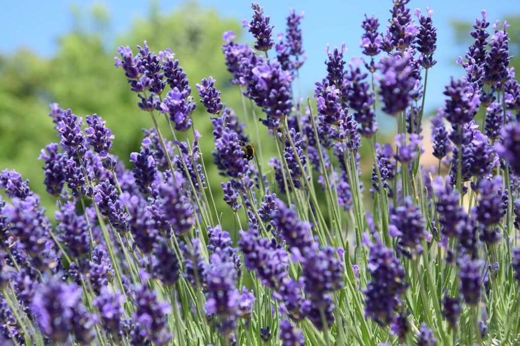 lavender, june, purple